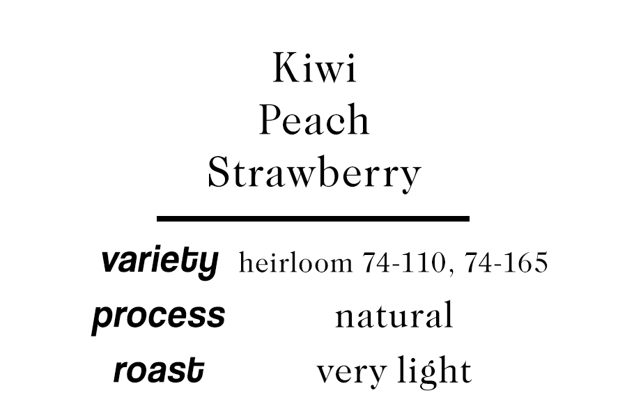 Ethiopia Sidama Daye Bensa Damo